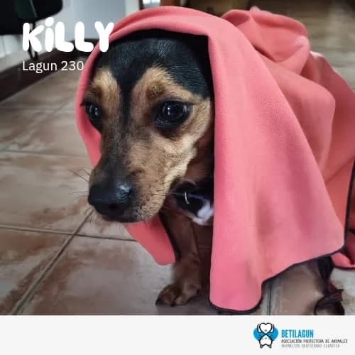 Killy – en preadopción, Mixed Breed (Betilagun)