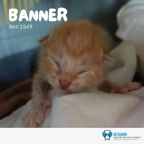 Banner,  Mixed Breed for adoption at Betilagun