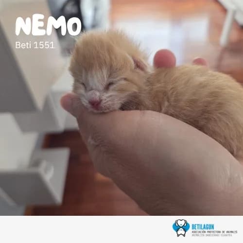 Nemo, Mixed Breed (Betilagun)