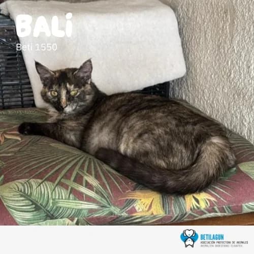 Bali, Mixed Breed (Betilagun)