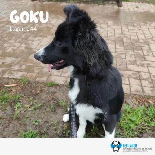 Goku, Mixed Breed (Betilagun)