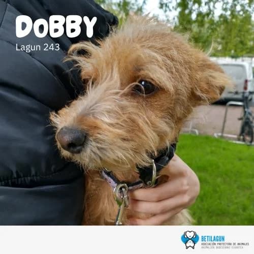 Dobby, Mixed Breed (Betilagun)