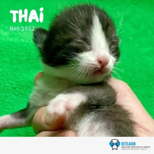 Thai, Mixed Breed (Betilagun)