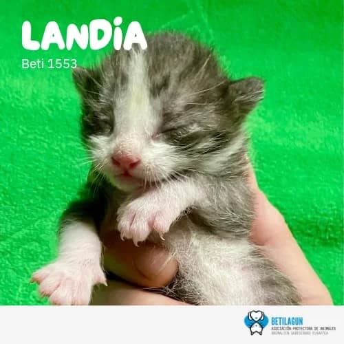 Landia, Mixed Breed (Betilagun)
