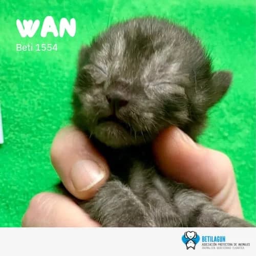 Wan, Mixed Breed (Betilagun)