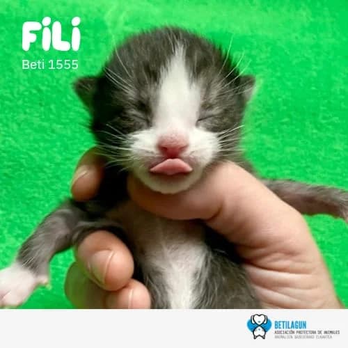 Fili, Mixed Breed (Betilagun)