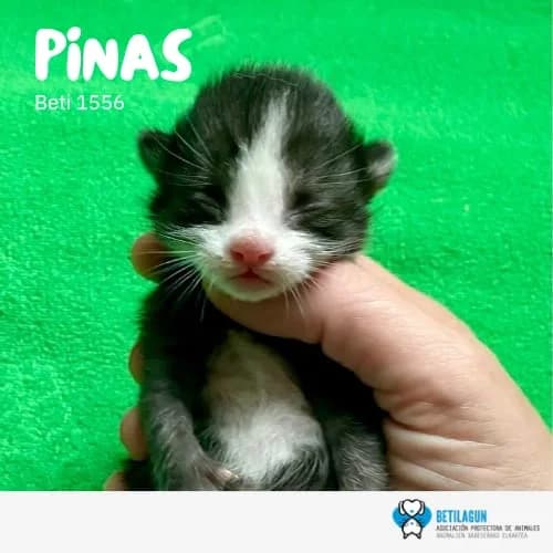 Pinas, Mixed Breed (Betilagun)