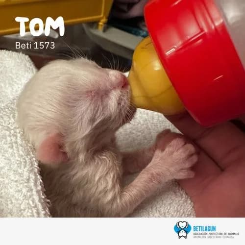 Tom, Mixed Breed (Betilagun)