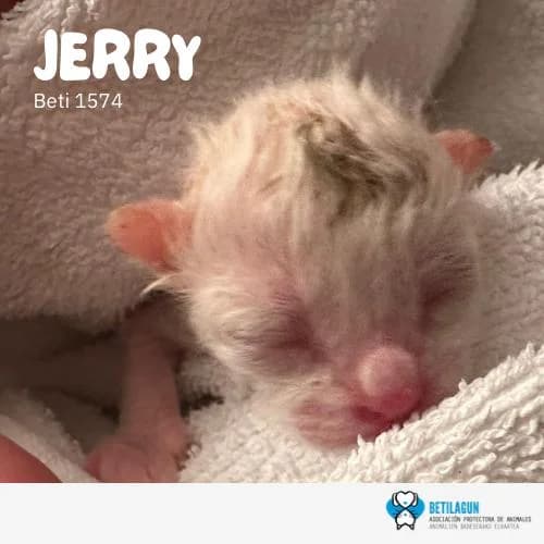 Jerry, Mixed Breed (Betilagun)