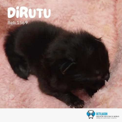 Dirutu, Mixed Breed (Betilagun)