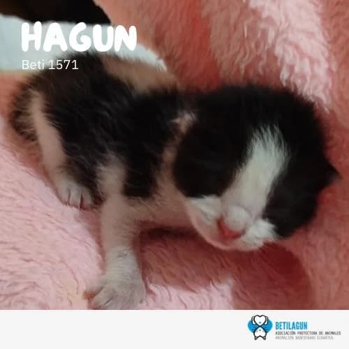 Hagun, Mixed Breed (Betilagun)