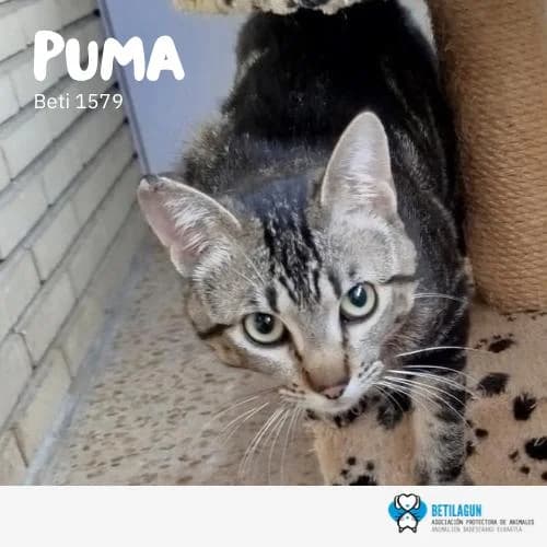 Puma, Mixed Breed (Betilagun)