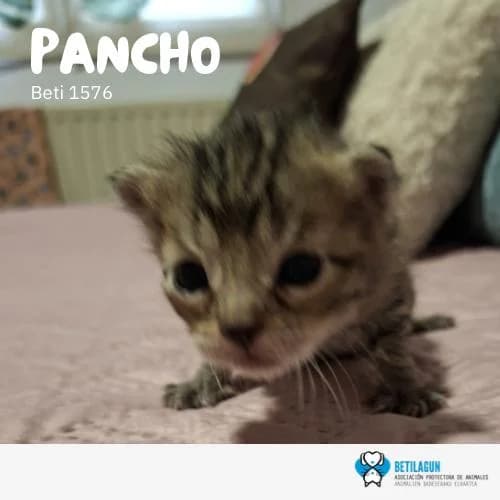 Pancho, Mixed Breed (Betilagun)