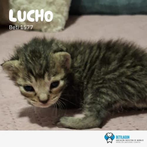Lucho, Mixed Breed (Betilagun)