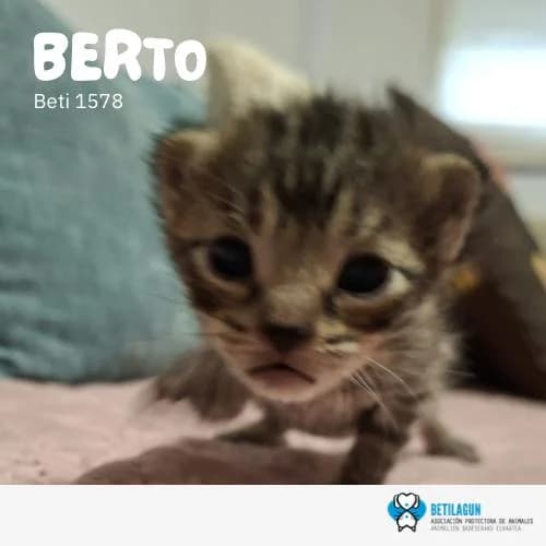 Berto, Mixed Breed (Betilagun)