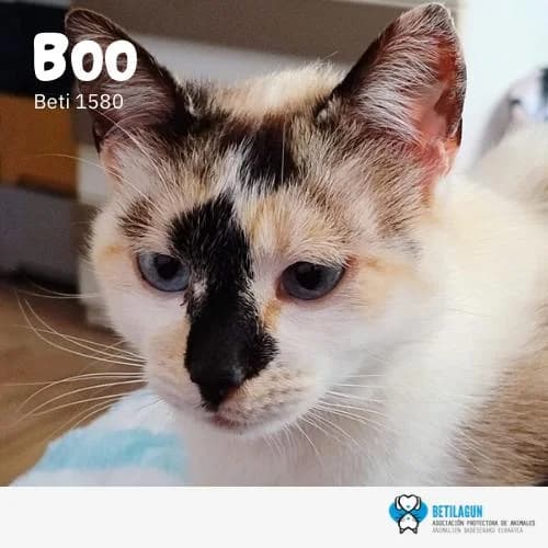 Boo, Mixed Breed (Betilagun)