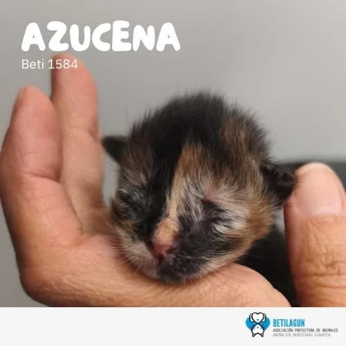Azucena, Mixed Breed (Betilagun)