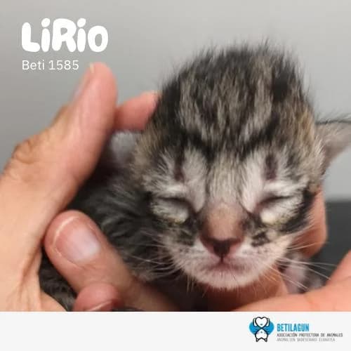 Lirio, Mixed Breed (Betilagun)