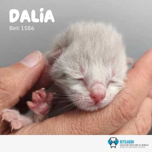 Dalia, Mixed Breed (Betilagun)