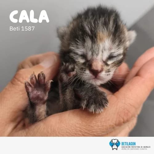 Cala, Mixed Breed (Betilagun)