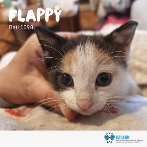 Flappy, Mixed Breed (Betilagun)
