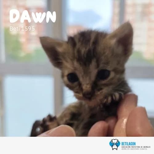 Dawn, Mixed Breed (Betilagun)