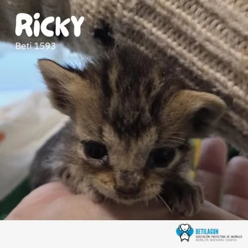 Ricky, Mixed Breed (Betilagun)