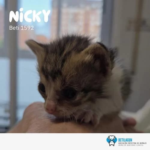Nicky, Mixed Breed (Betilagun)