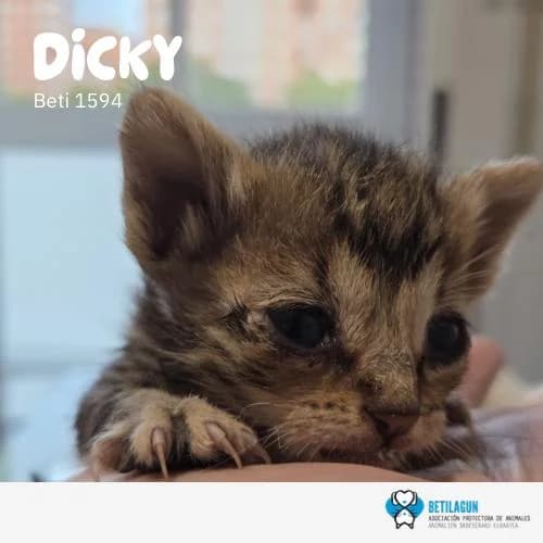 Dicky, Mixed Breed (Betilagun)