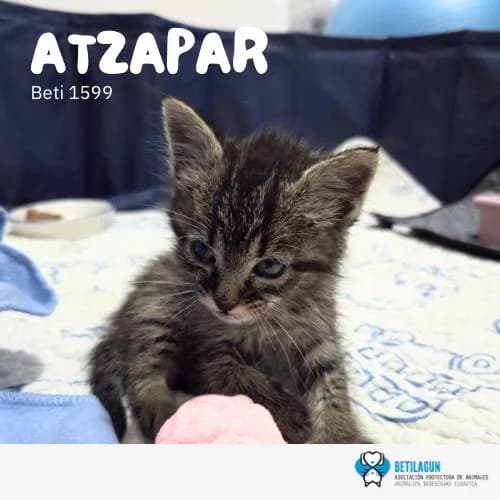 Atzapar, Mixed Breed (Betilagun)