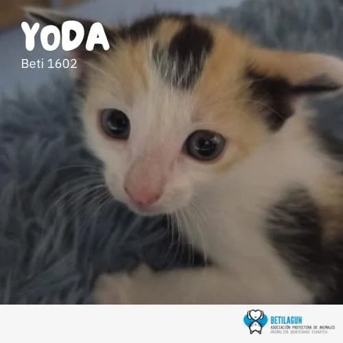 Yoda, Mixed Breed (Betilagun)