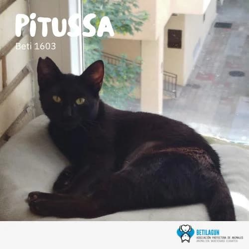 Pitussa, Mixed Breed (Betilagun)