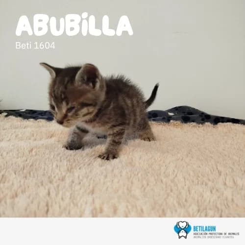Abubilla, Mixed Breed (Betilagun)