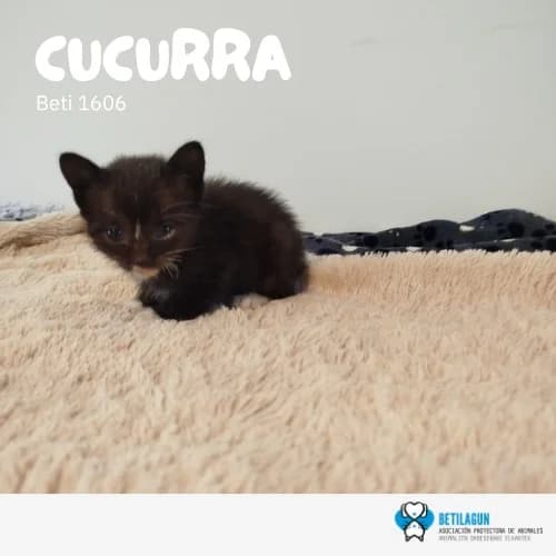 Cucurra, Mixed Breed (Betilagun)