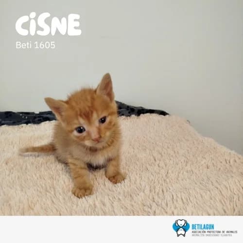 Cisne, Mixed Breed (Betilagun)