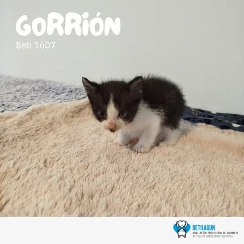 Gorrión, Mixed Breed (Betilagun)