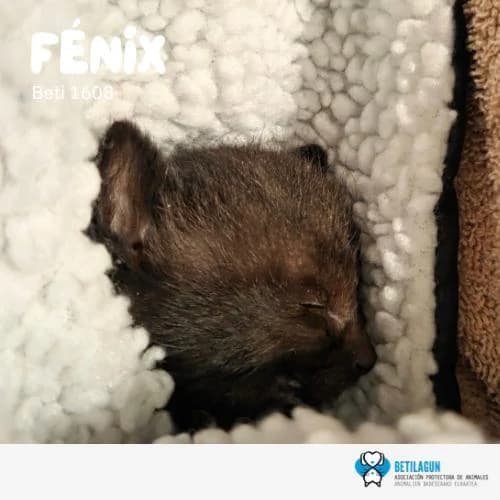 Fénix, Mixed Breed (Betilagun)