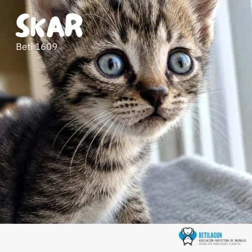 Skar, Mixed Breed (Betilagun)