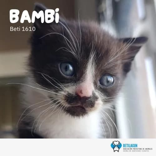 Bambi, Mixed Breed (Betilagun)