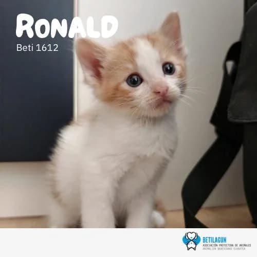Ronald,  Mixed Breed for adoption at Betilagun