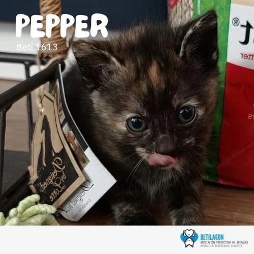 Pepper, Mixed Breed (Betilagun)