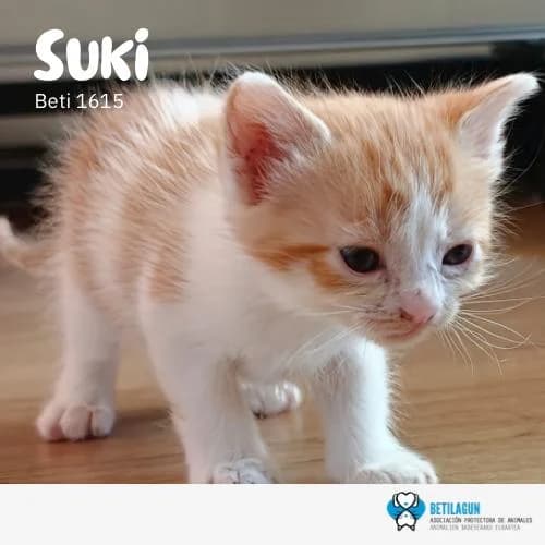 Suki, Mixed Breed (Betilagun)