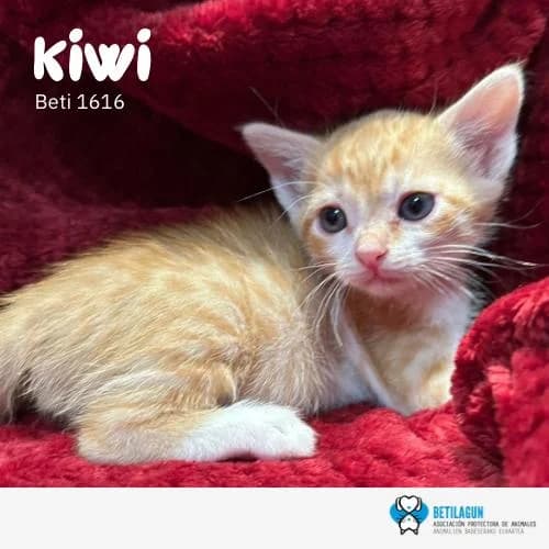 Kiwi, Mixed Breed (Betilagun)