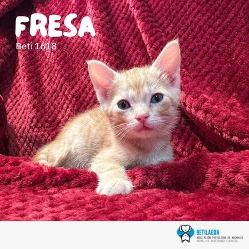 Fresa, Mixed Breed (Betilagun)