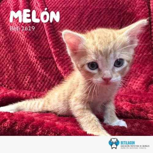 Melón, Mixed Breed (Betilagun)