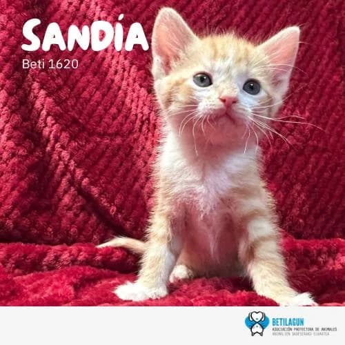Sandia, Mixed Breed (Betilagun)