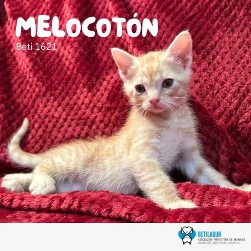 Melocotón, Mixed Breed (Betilagun)