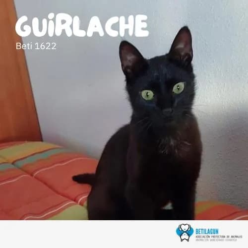 Guirlache, Mixed Breed (Betilagun)