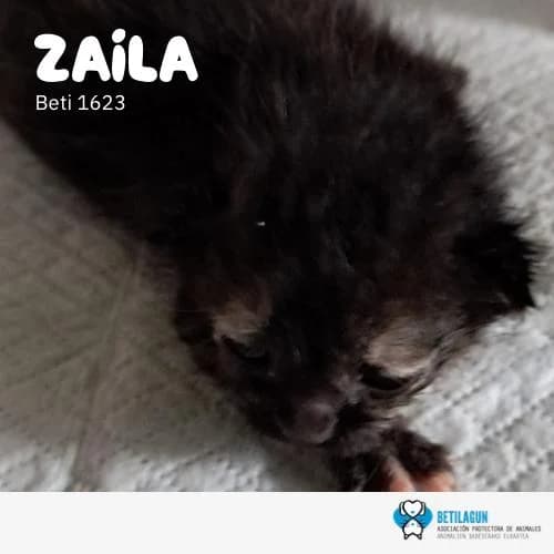 Zaila, Mixed Breed (Betilagun)