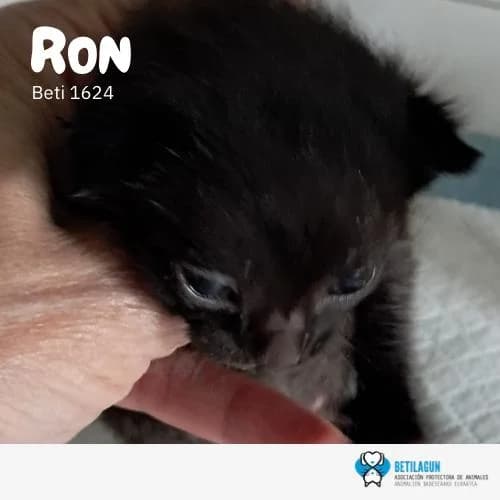 Ron, Mixed Breed (Betilagun)